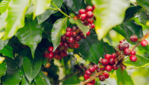 Quelles marques de café sont bio, éthiques et écologiques ?
