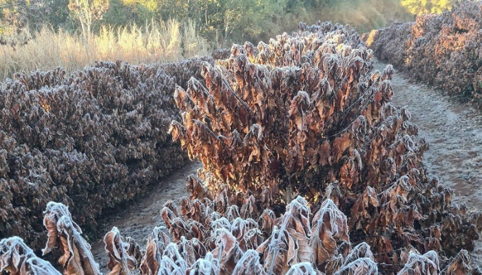Le gel sur les plants de café
