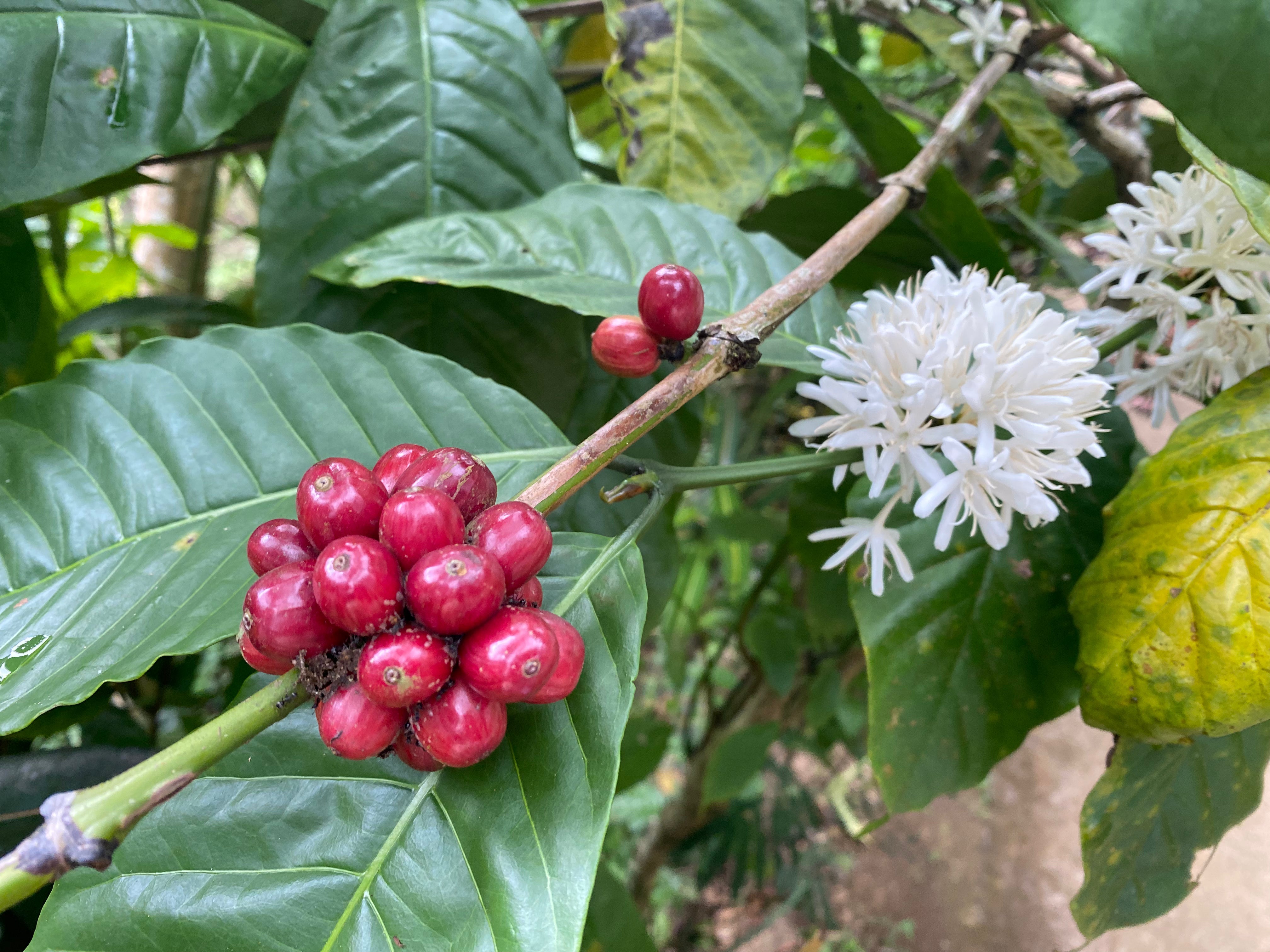 Hausse des coûts du café vert