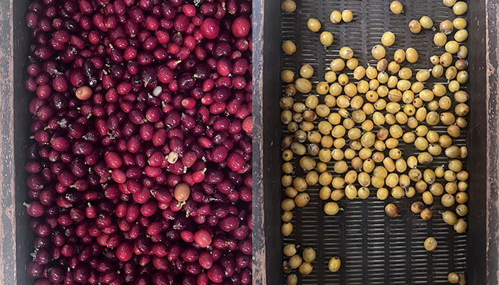 Du fruit à la tasse : notre café 100 % havrais, une aventure artisanale