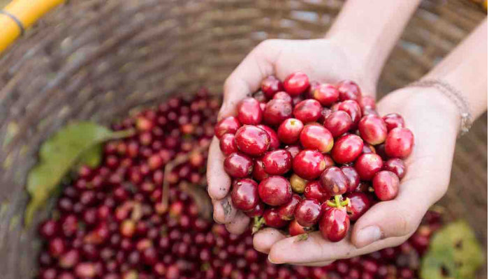 cerises de café 